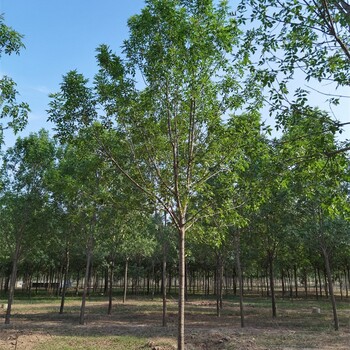 福建龙岩白蜡树苗,绿化苗木