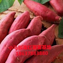 供應西瓜紅紅薯苗高淀粉紅薯苗大量供應圖片