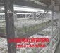 吉林脫毒紅薯苗基地高產高淀粉紅薯苗大量供應