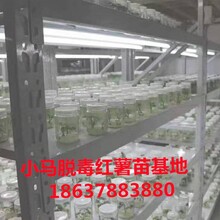 遼寧大型脫毒紅薯苗基地商薯19產量高價格低圖片