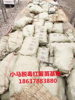 小馬脫毒紅薯苗基地高淀粉脫毒紅薯苗,大量供應脫毒紅薯苗預定