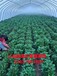 供應脫毒紅薯苗高淀粉商薯19紅薯種