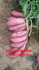 河南新野縣脫毒紅薯苗原種脫毒紅薯苗大量供應,高淀粉脫毒紅薯苗