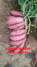 大量供应脱毒红薯种高淀粉红薯种图片