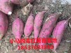 內蒙古脫毒紅薯苗基地脫毒紅薯苗批發