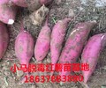 新疆脫毒紅薯苗基地擴繁脫毒紅薯品質