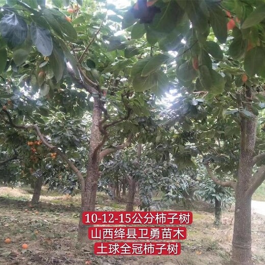 重庆6-7公分柿子树苗供应商,涩柿苗