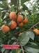 山西日本甜柿子树苗产地批发,涩柿苗