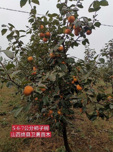 江西12-15公分柿子树苗种植基地,甜柿苗