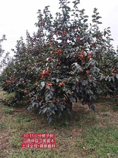 云南6-7公分柿子树苗价格