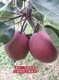 山西砀山酥梨树苗图