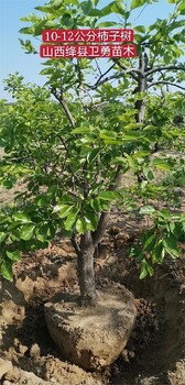 云南一年柿子树苗种植基地,甜柿苗