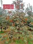 河南12-15公分柿子树苗图片4