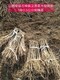 内蒙古50公分-1米刺槐种植基地产品图