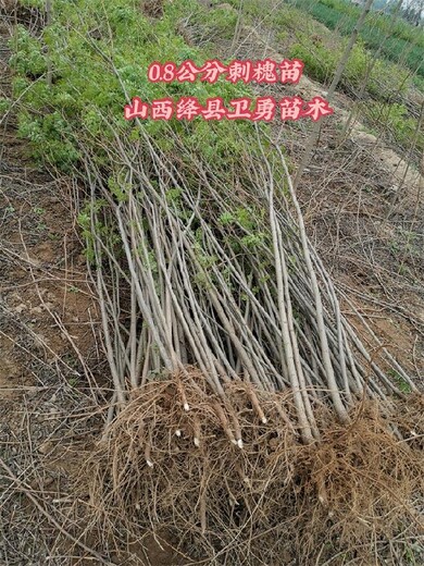 湖北荒山造林刺槐不同规格不同价格