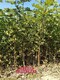 刺槐种植季节图