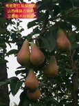 河北晚熟梨树苗产地批发图片4