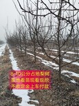 安徽砀山酥梨树苗产地批发图片1