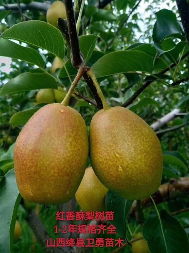 北京晚熟梨树苗