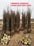 安徽砀山酥梨树苗产地批发图片2