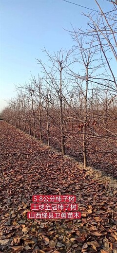 湖南18-20公分柿子树苗种植基地