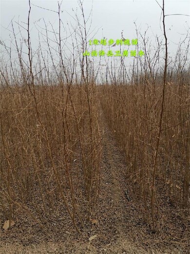 河北1米刺槐种植季节