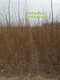 甘肃2公分刺槐种植基地产品图