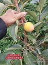 山東陽豐甜柿子樹苗價(jià)格