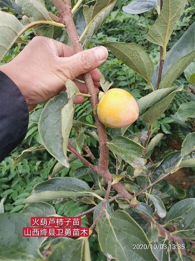 浙江日本甜柿子树苗产地批发,甜柿苗