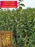 河南12-15公分柿子树苗图片0