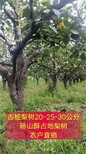 安徽砀山酥梨树苗产地批发图片0