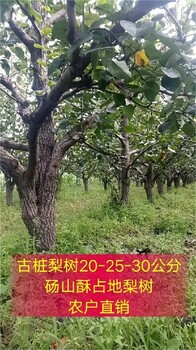 安徽砀山酥梨树苗产地批发