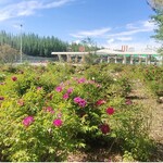 中川牡丹种植基地抗旱耐寒容易管护园林公园景观打造