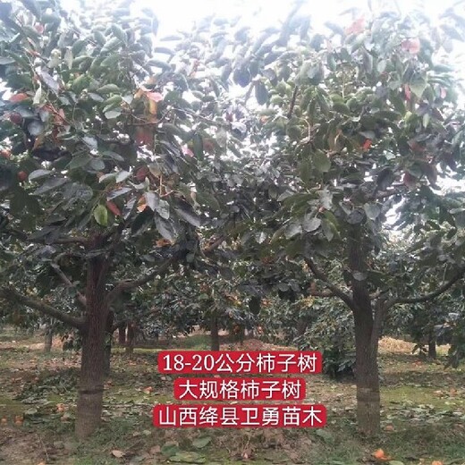 四川12-15公分柿子树苗价格