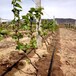 安徽宿州葡萄内镶式滴灌管水肥一体化厂家亿碧源