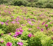 中川牡丹种植基地抗寒花卉地栽苗可零售可批发