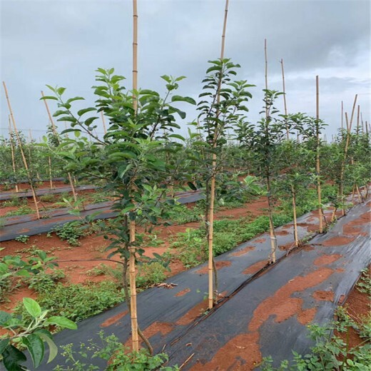 火龙果防草布PP防草地布欢迎购买