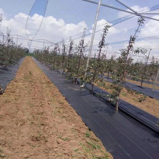 黑龙江蓝莓园1.2米宽透气防草地布
