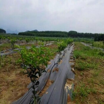 黑龙江药材种植2米宽透水防草地布