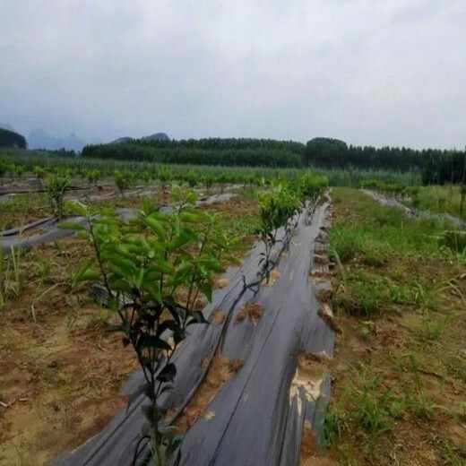 山东苗木栽培1米宽透气渗水防草地布