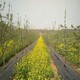 吉林蓝莓园1.2米宽透水除草地布产品图