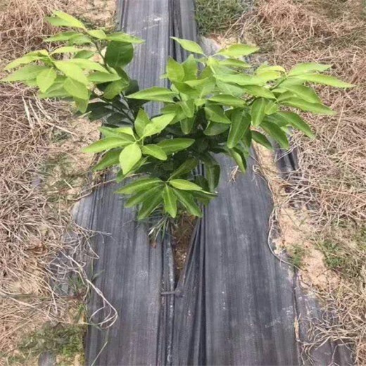 重庆园艺种植地布