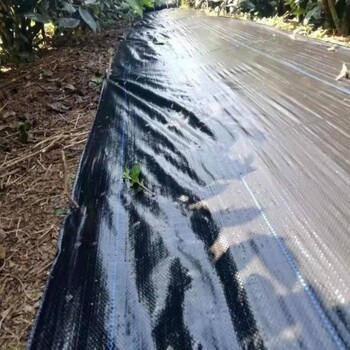 黑龙江蓝莓园1米宽透气防草布