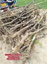 陜西占地棗樹哪里有賣