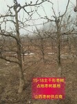 四川梨枣枣树种植厂家