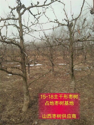 河南2-3公分枣树产地批发