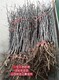 贵州4-5公分枣树今年价格产品图
