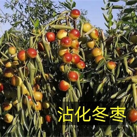 四川2年生枣树今年价格