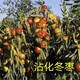 河北梨枣枣树图