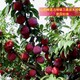 新疆15-18公分李子树苗种植基地产品图